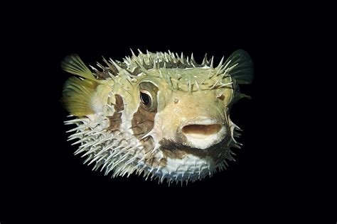 Porcupinefish Fish Facts .